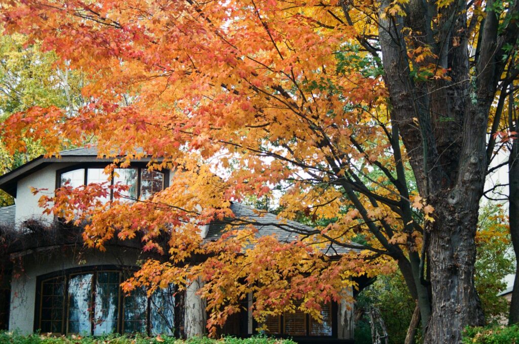 A homeowner planting a young shade tree on the southwest side of a house