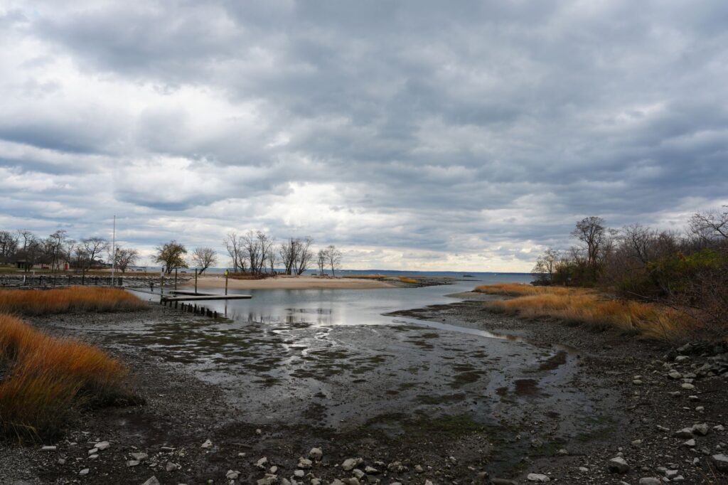 A wind-sculpted eastern red cedar growing near the shoreline on Middletown's Raritan Bayshore