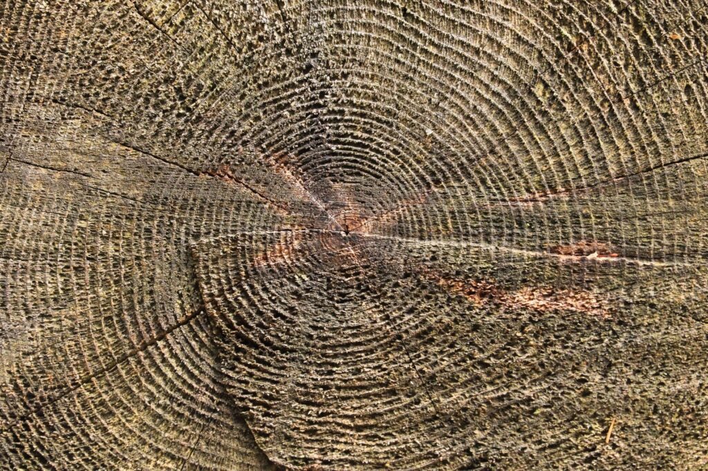 Close-up of concentric growth rings on a cut tree trunk cross-section