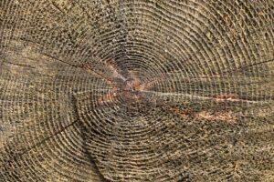 Close-up of concentric growth rings on a cut tree trunk cross-section