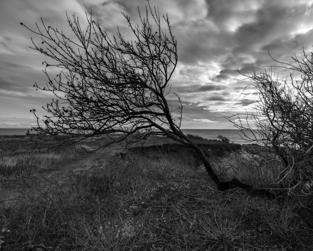 A wind-shaped coastal tree along Middletown's Bayshore with an asymmetrical canopy