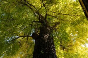 A certified arborist closely examining the trunk of a mature tree for signs of internal decay