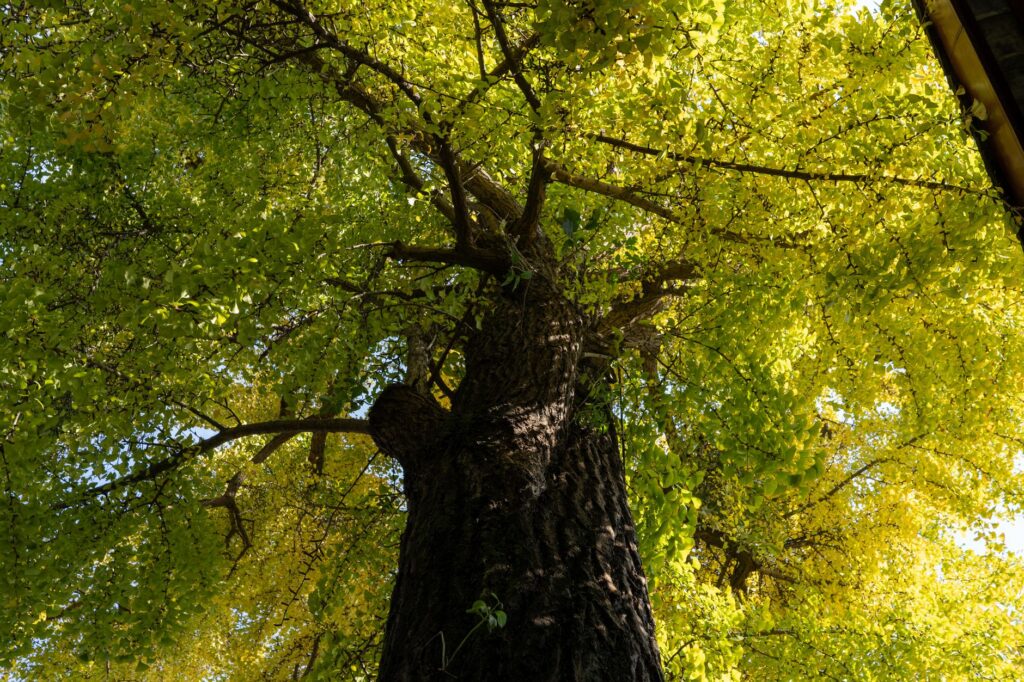 A certified arborist inspecting the upper canopy of a large shade tree