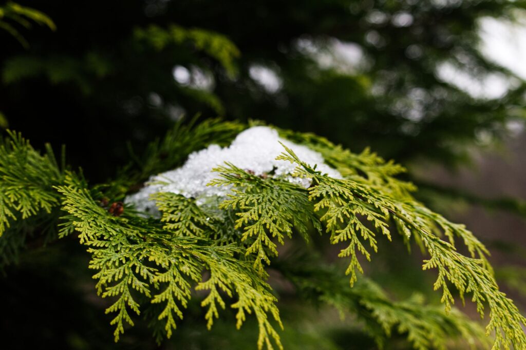 Eastern red cedar, a salt-tolerant native evergreen suited to Bayshore planting