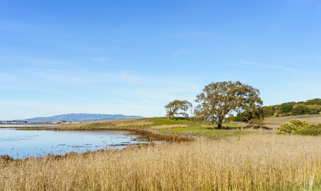 A large, mature white oak tree standing near the Raritan Bayshore coastline