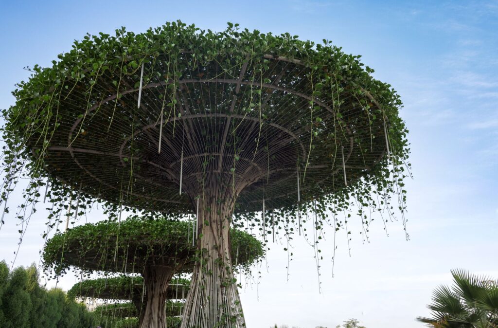 A steel cable bracing system installed between two large limbs high in a tree canopy