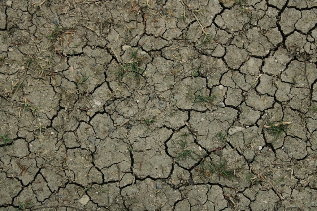 Dry, compacted soil at the base of a tree during a drought year