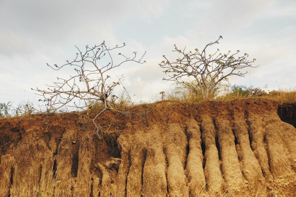 Dry cracked soil at the base of a tree during a drought period
