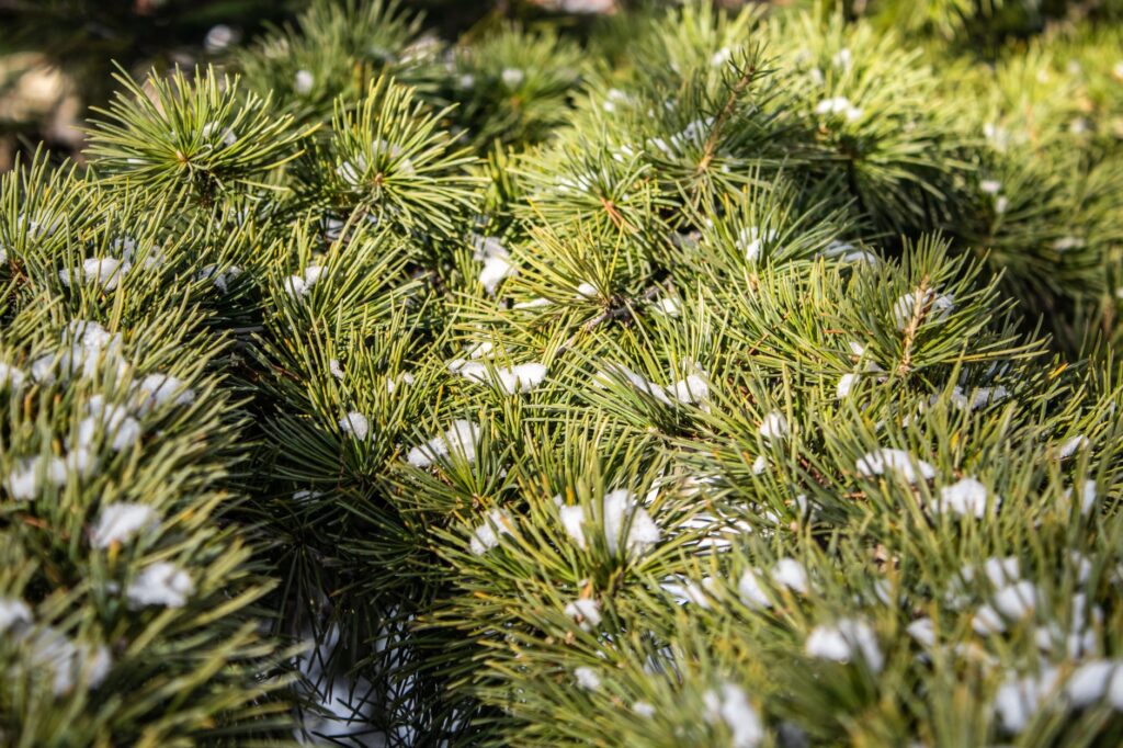 White pine needles, an evergreen species that filters air year-round