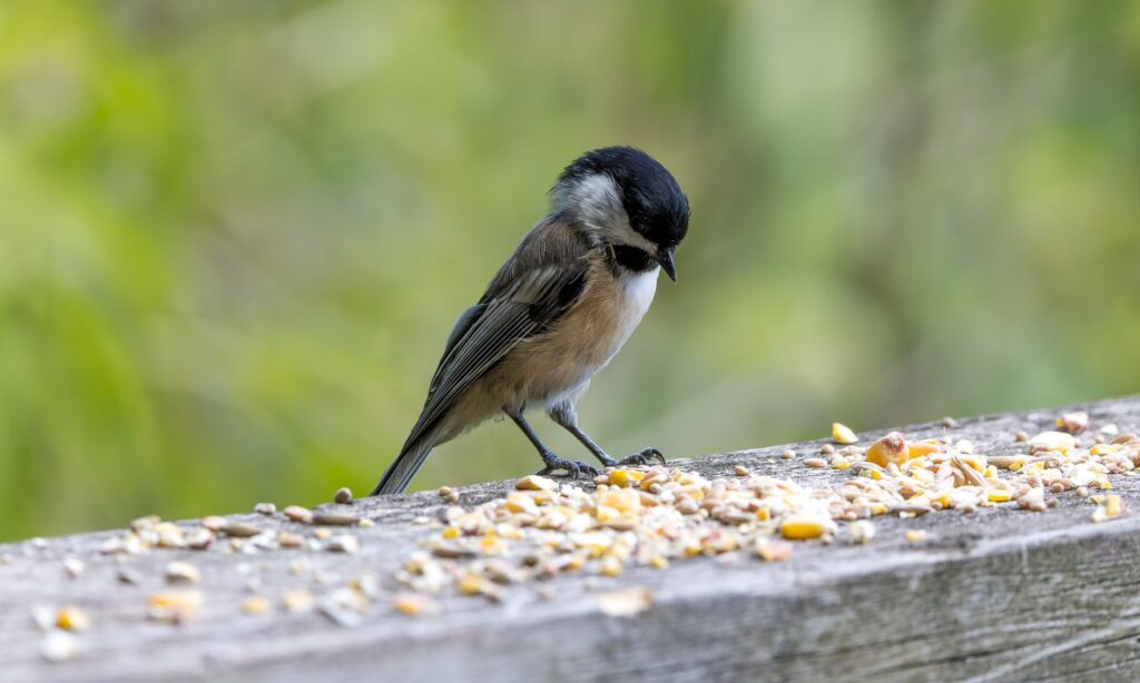 A chickadee carrying a caterpillar to feed its nestlings