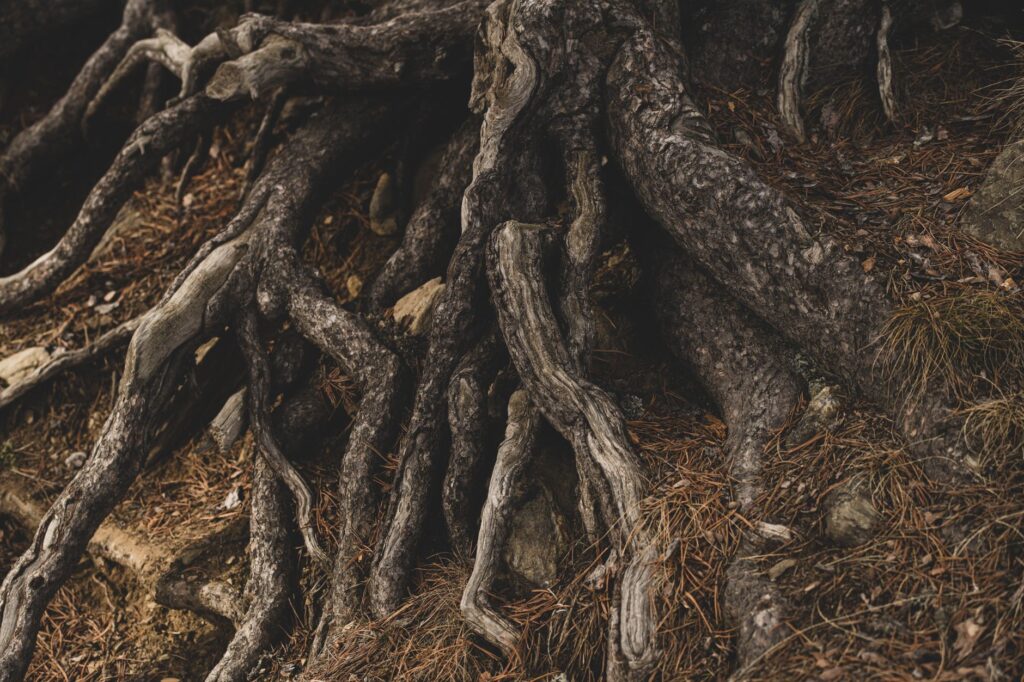 Close-up of dense compacted soil near a tree's exposed root zone