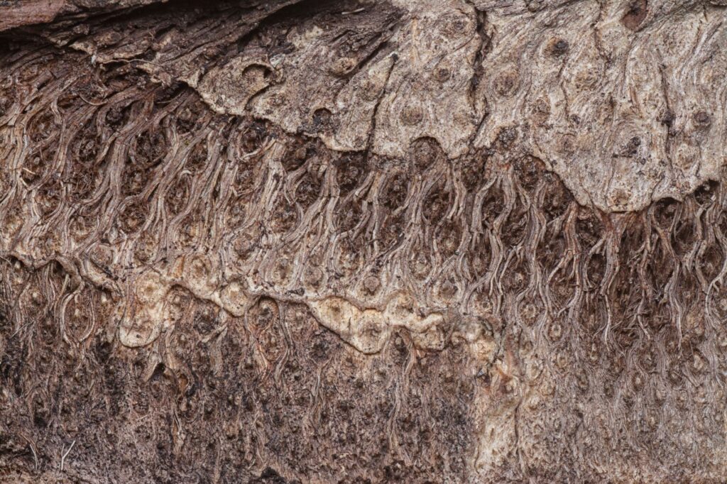 Close-up of tree bark showing signs of canker disease