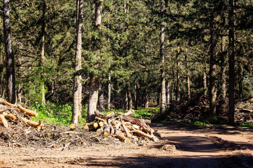 Forestry work clearing invasive underbrush in a native woodland understory