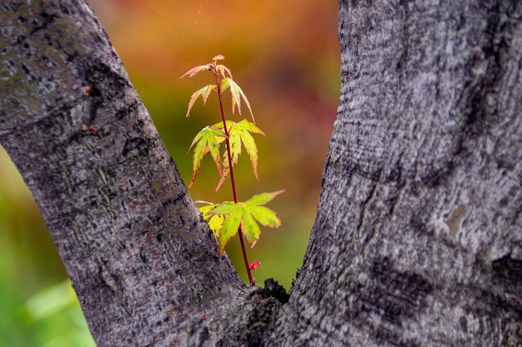 Close-up of a tight V-shaped branch union with a visible bark seam on a mature shade tree