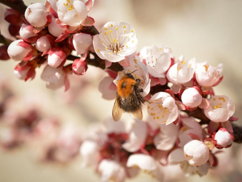 A bumblebee foraging on a native flowering tree blossom in early spring