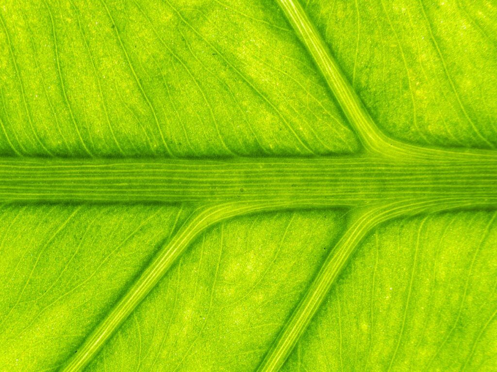 Close-up macro view of a leaf surface where gas exchange happens