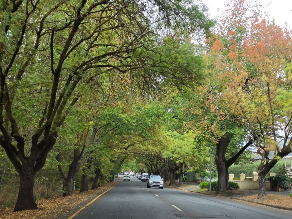 A wide, mature tree canopy shading a suburban street and homes