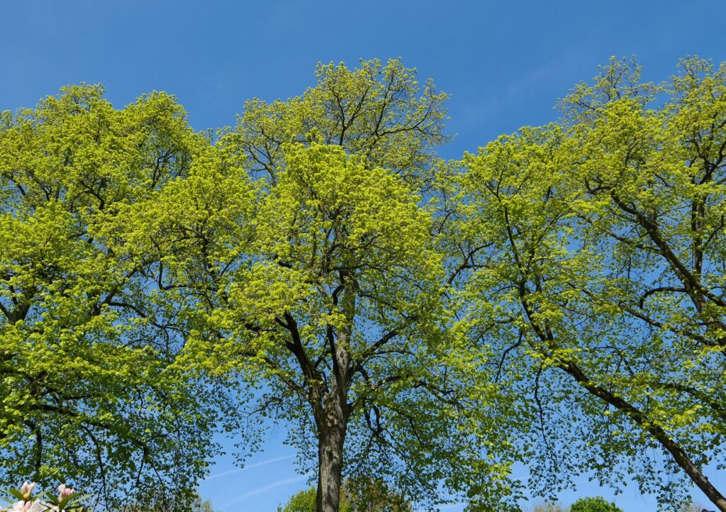 A large shade tree in full late-summer leaf bending in strong wind ahead of a coastal storm