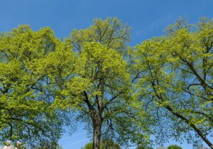 A large shade tree in full late-summer leaf bending in strong wind ahead of a coastal storm