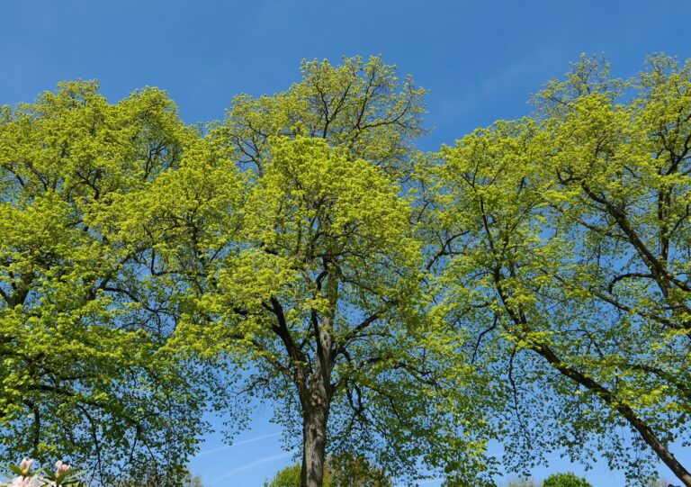 A large shade tree in full late-summer leaf bending in strong wind ahead of a coastal storm