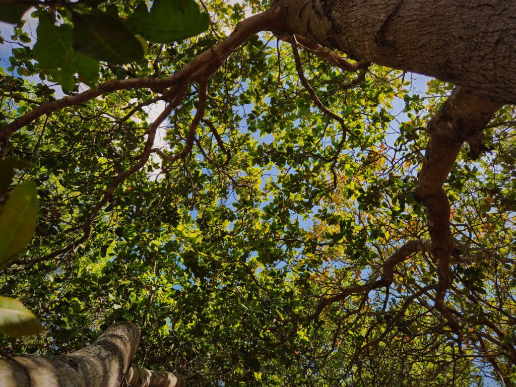 Homeowner in a backyard looking up to inspect the branch structure of a large shade tree