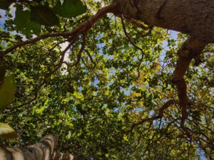 Sunlight filtering through a dense green tree canopy in mid-August