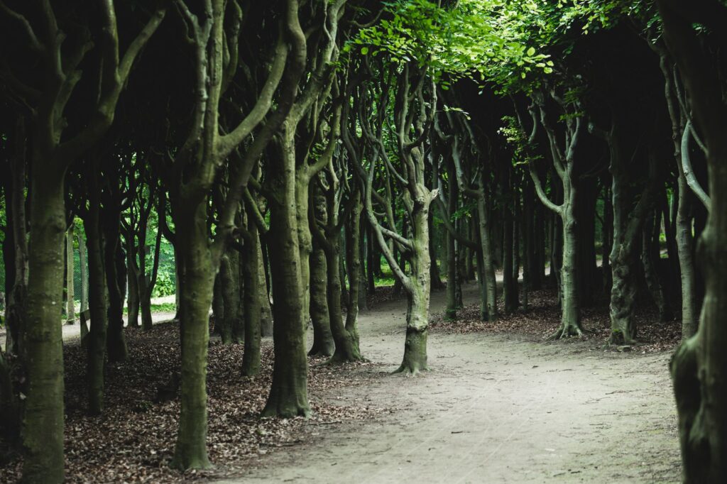 A dense, fully leafed tree canopy bending under strong wind gusts
