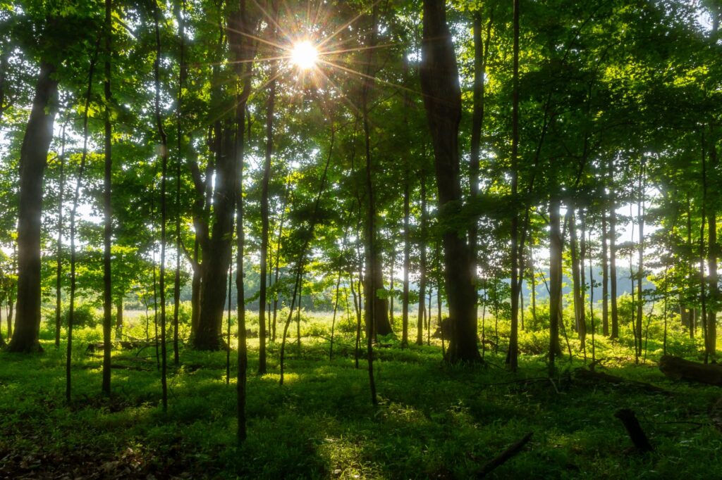 Sunlight filtering through a dense summer tree canopy on a still, humid afternoon