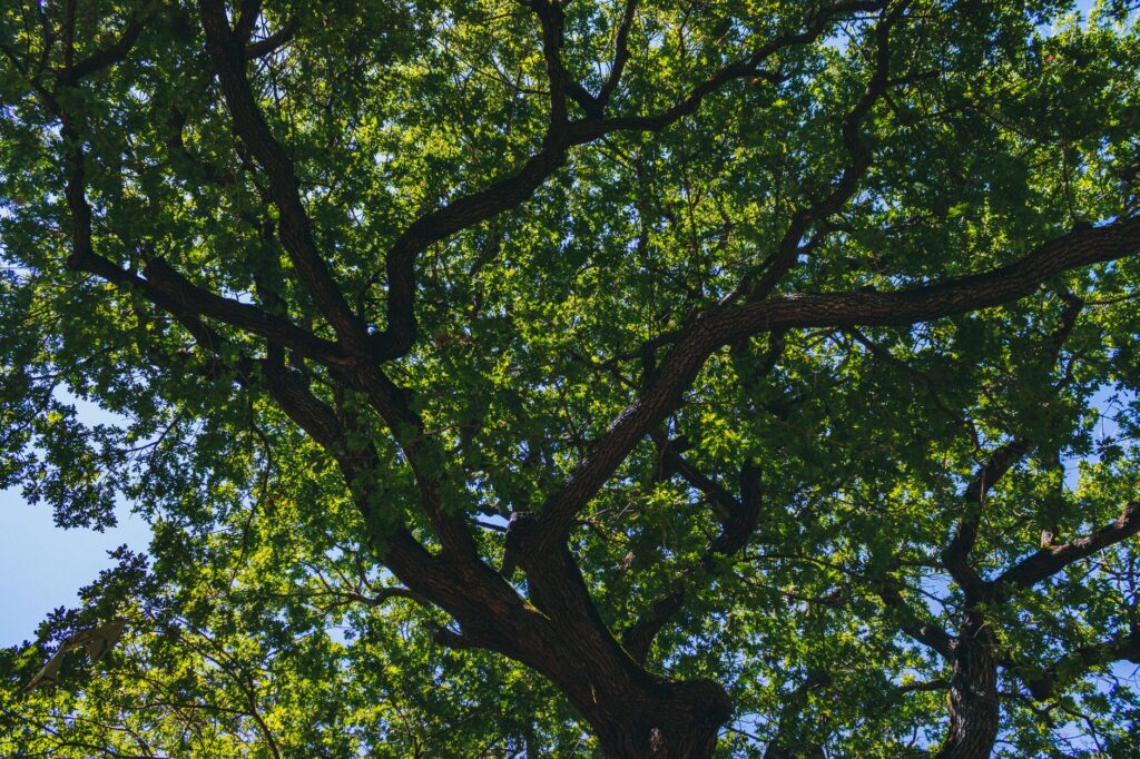 A large, leafy oak limb stretching over a quiet Middletown yard on a still summer afternoon
