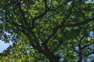 A large, leafy oak limb stretching over a quiet Middletown yard on a still summer afternoon