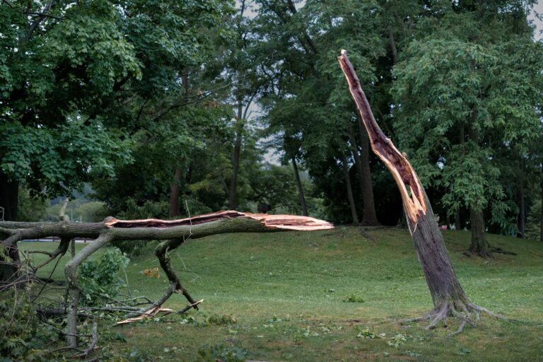 A large shade tree with a split trunk showing a failed codominant union after a storm