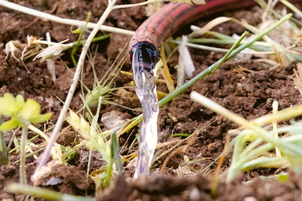 A garden hose deep-watering the soil around the base of a tree