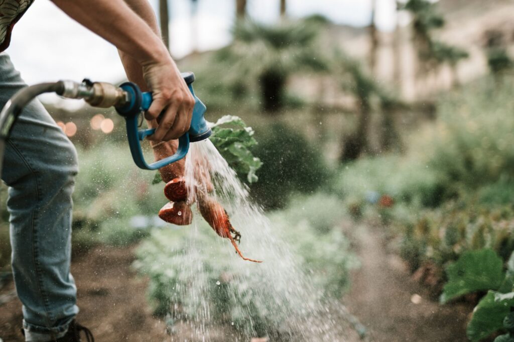 A soaker hose deep-watering the root zone of a mature shade tree