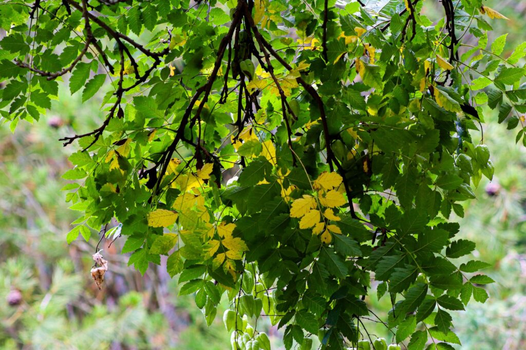 A tree branch showing premature yellow leaf color in late summer