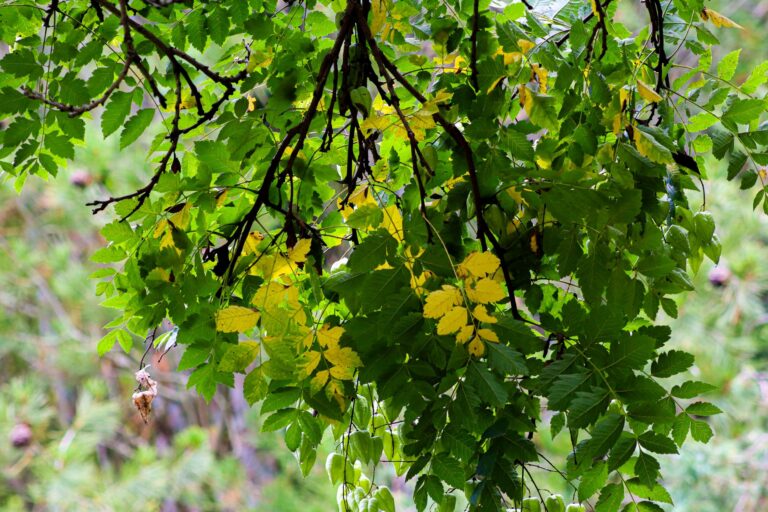 A tree branch showing premature yellow leaf color in late summer