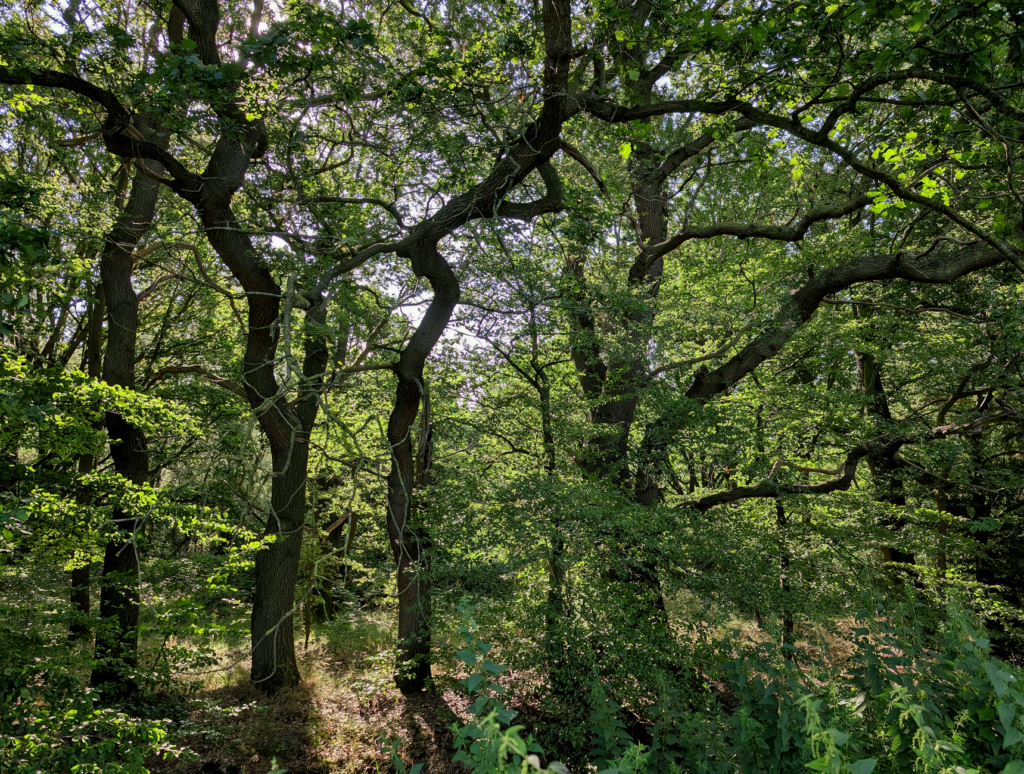 Sunlight filtering through a dense mature oak canopy in summer