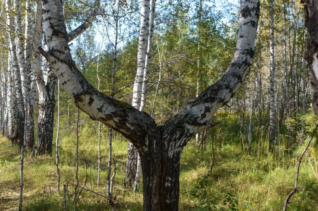 A tree trunk splitting into a tight V-shaped codominant stem union