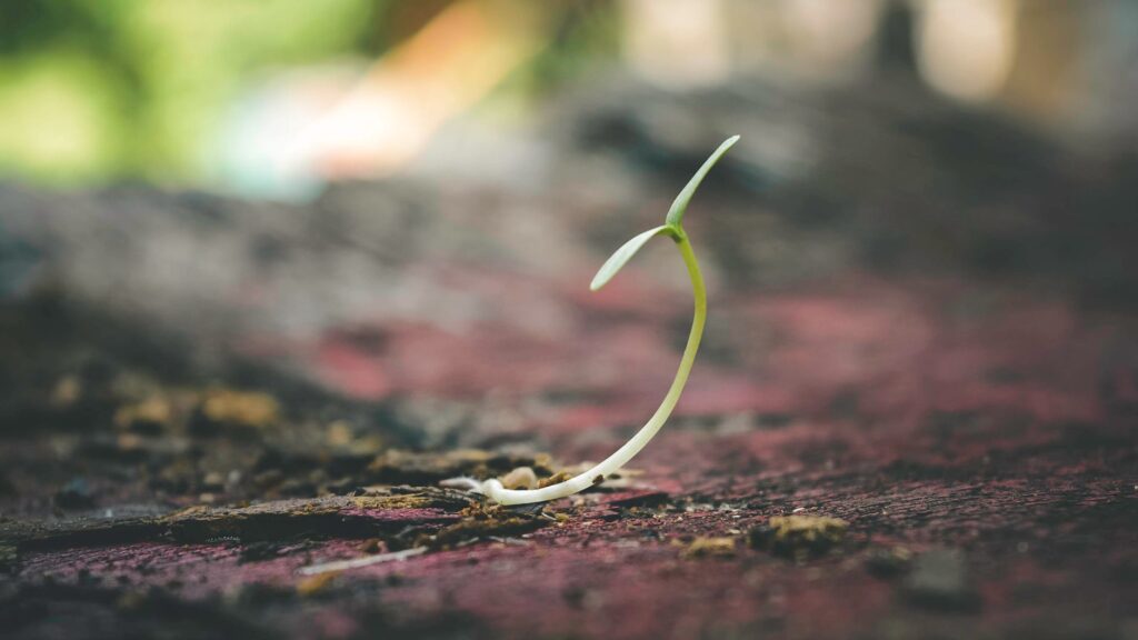 A cluster of thin epicormic sprouts growing from a pruned branch stub
