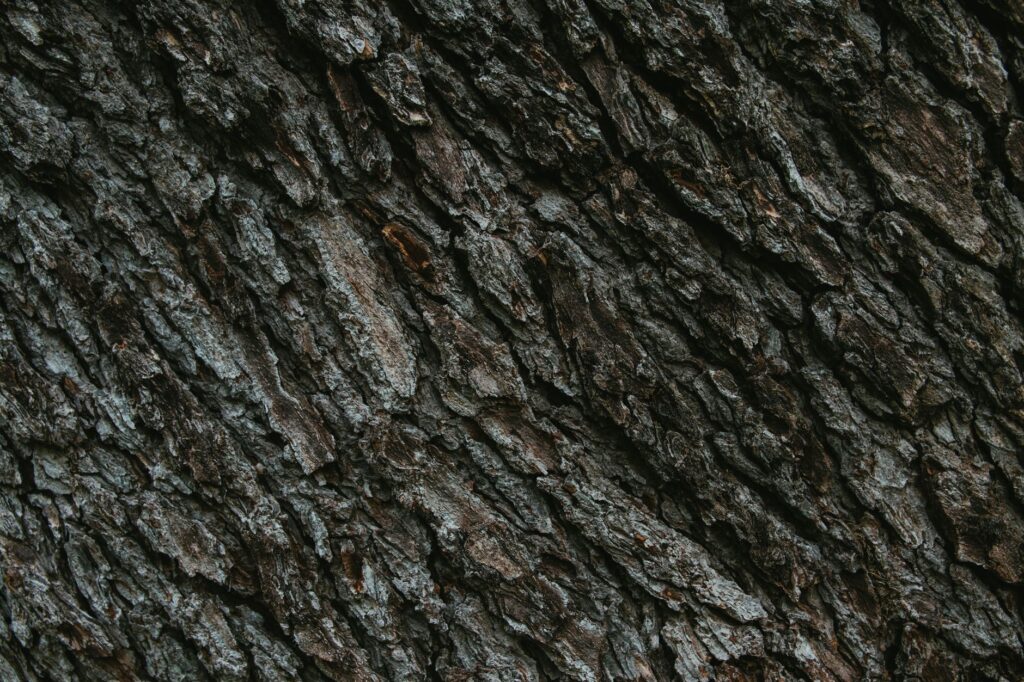 Dark, scaly plated bark typical of a mature black cherry trunk