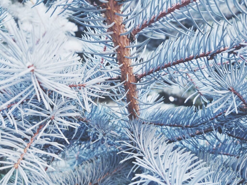 A Colorado blue spruce showing salt and heat stress with browning needles