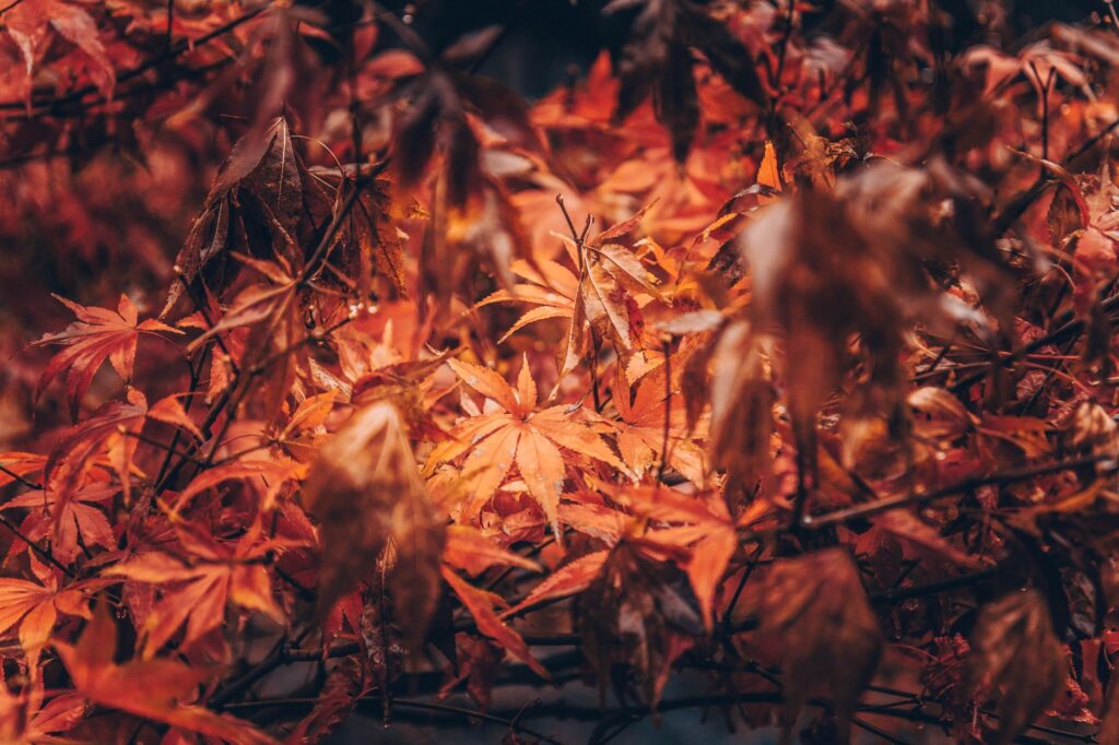 A homeowner planting a young tree in a backyard in early fall