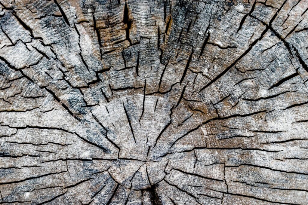 Weathered tree stump showing decades of visible growth rings