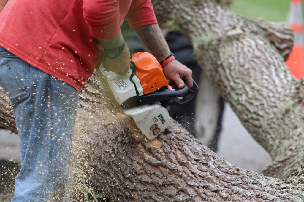 A certified arborist examining a large tree's trunk and canopy for storm risk