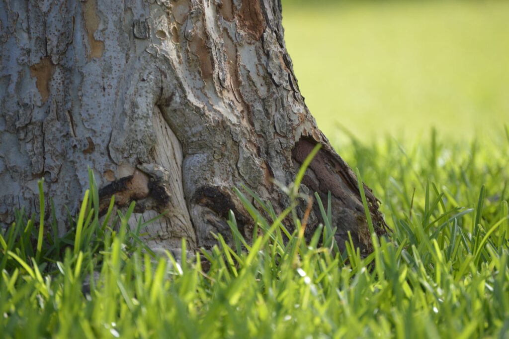 A homeowner examining the base of a large backyard tree for signs of soil heaving or lean
