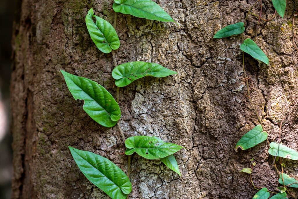 Invasive bittersweet vine climbing up a tree trunk at a woodland edge
