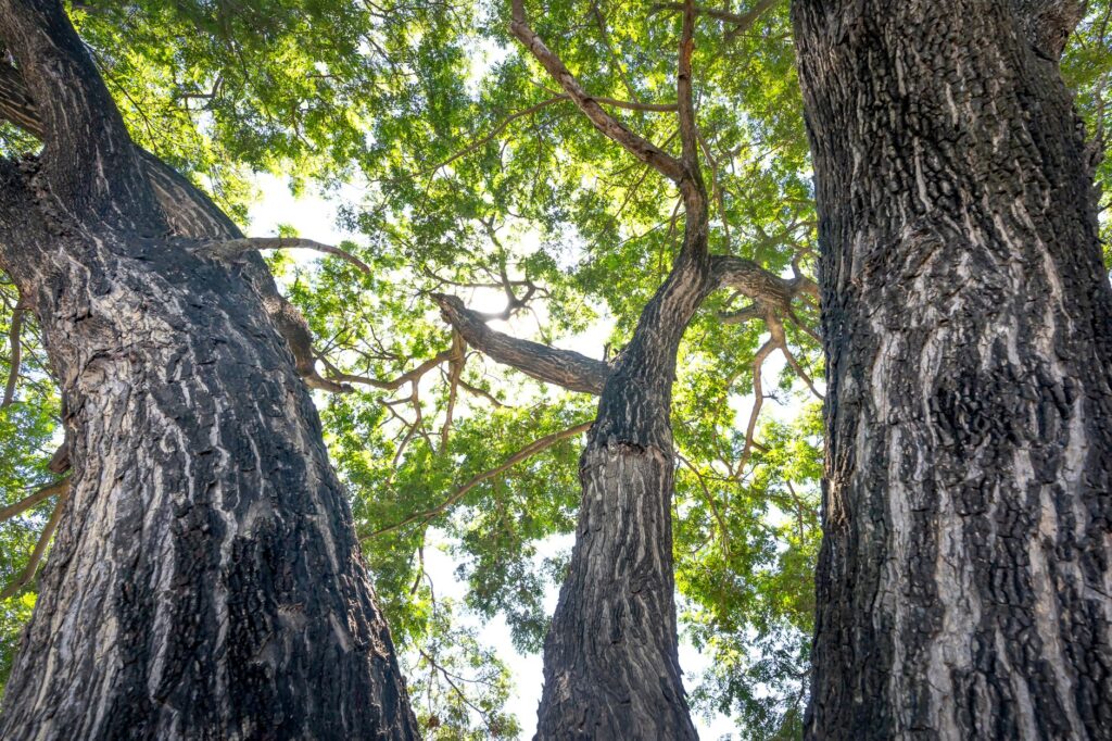 A homeowner examining the trunk and branch structure of a backyard tree
