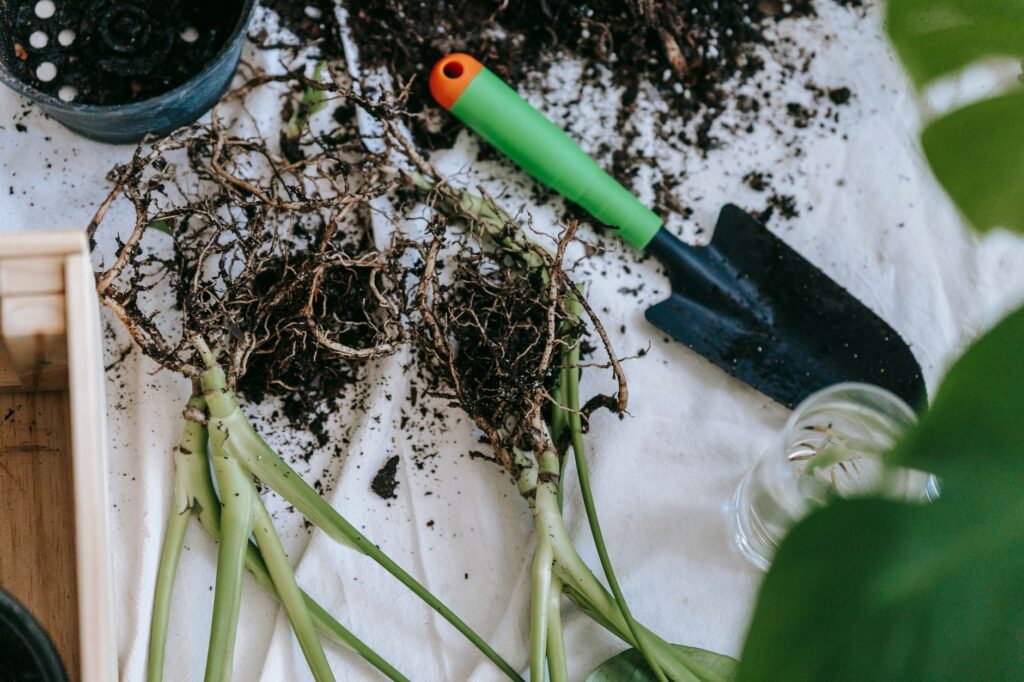 An air spading tool being used to gently expose tree roots without cutting them