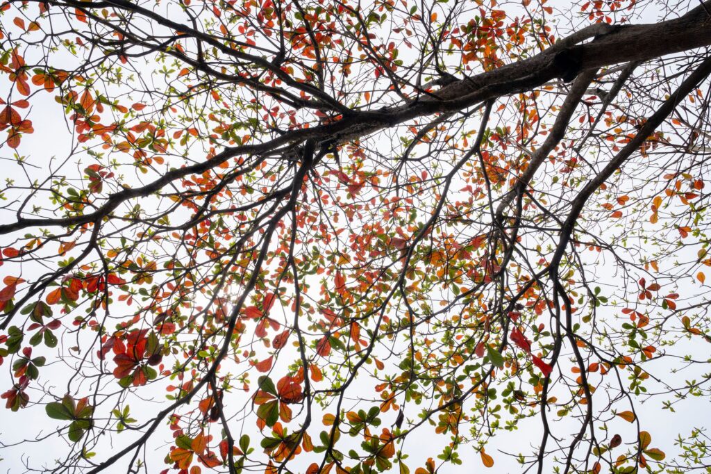 A stressed tree with a thinning canopy and scattered fallen leaves in late summer