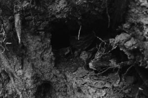 An arborist working in the root zone of a mature shade tree to relieve soil compaction