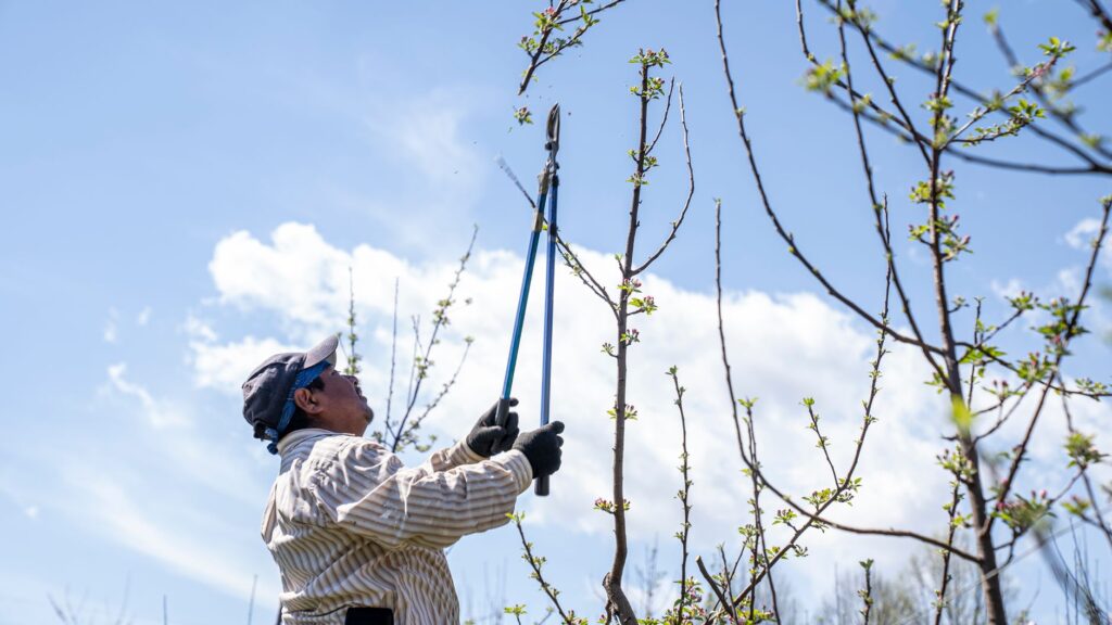 A homeowner using loppers to remove a small dead branch from a backyard tree